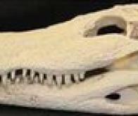 Utiliser l'alligator pour contrôler la régénération dentaire !