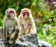 Vaccin anti-COVID-19 : Une immunité naturelle prometteuse chez le macaque