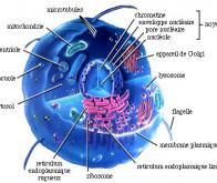 Vers la chimie intracellulaire !