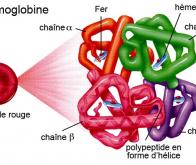 Vers la guérison de la thalassémie et de la drépanocytose par génie génétique ?