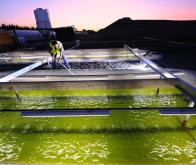 Vers la production massive de biocarburants à partir d'algues
