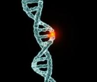 Vers un nouveau traitement pour contrer une mutation génétique
