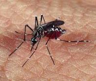 Vers un vaccin unique contre la dengue