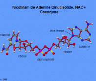 Vieillissement : le rôle-clé de la coenzyme NAD +