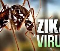 Virus Zika : deux vaccins efficaces chez la souris