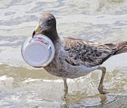 Des plastiques entièrement bio dégradables. Est-ce possible ?