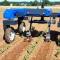 Agriculture : Cyclair, le premier robot désherbeur intelligent