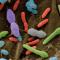 Notre flore intestinale pourrait prédire le risque de maladie d’Alzheimer