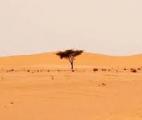 1,8 milliard d'arbres recensés au Sahara et au Sahel grâce à l'intelligence artificielle