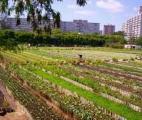 40 % des terres cultivées dans le monde sont en zones urbaines !