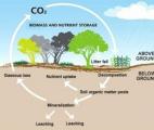 A quel rythme le carbone des sols se renouvelle-t-il ? 