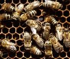 Abeilles : des infrarouges contre les effets néfastes des insecticides