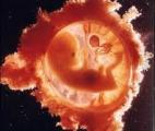 Accouchement : un dialogue cellulaire subtil entre le fœtus et sa mère