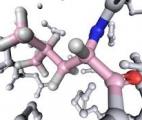 ADN : pourquoi est-il composé de vingt acides aminés ?