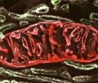 Maladie d’Alzheimer : la piste mitochondriale se confirme...