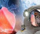Astrocardia : un cœur miniature envoyé dans l’espace pour comprendre le vieillissement des cellules cardiaques