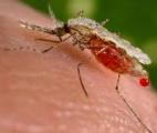 Baisse spectaculaire du paludisme au niveau mondial