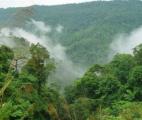 Biodiversité et stockage du carbone : peu de pertes pour les forêts tropicales exploitées 