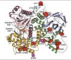 Bloquer de nombreux cancers en agissant sur une seule protéine !