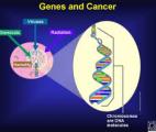 Cancer : découverte d'une nouvelle voie épigénétique de dérégulation des gènes