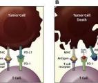 Cancer : des molécules synthétiques moins coûteuses et aussi efficaces que les anticorps monoclonaux