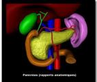 Cancer du pancréas : les bactéries intestinales font la vitesse de croissance tumorale