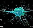 Cancer : les cellules dendritiques améliorent l'efficacité de l’immunothérapie