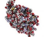 Cancer : L'Interleukine-15 améliore l'efficacité des cellules GPC3 CAR T
