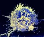 Cancer : une équipe française réalise une avancée majeure en découvrant la route que prennent les lymphocytes T pour détruire ...