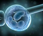 Des médecins chinois conçoivent deux embryons humains par transfert nucléaire