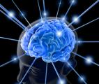 Identification de nouveaux circuits neuronaux contrôlant la peur 