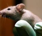 Cellules souches : des souris vivent trois fois plus longtemps !