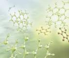 Certains arbres produisent une molécule qui renforce l’immunité