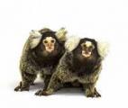 Certains singes s’échangent des cellules cérébrales entre frères et sœurs