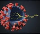 Certains virus intégrés dans nos gènes augmentent les risques de troubles psychiatriques