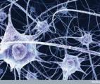 Cerveau : l'état mental influe sur le devenir des neurones