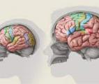 Chez les Sapiens, la forme du cerveau a évolué avec la structure faciale