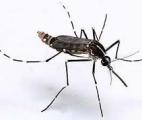 Chikungunya : découverte d’un facteur cellulaire humain impliqué dans la réplication du virus