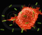 Chimiothérapie, immunothérapie et lésions tumorales : un trio gagnant contre le cancer…