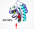 Les états excités de l’oncogène Ras révélés par la cristallographie sous haute pression