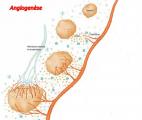 Comment diriger la croissance des vaisseaux sanguins