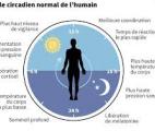 Comment l'âge et le genre influent sur notre horloge biologique