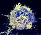 Comment le système immunitaire s'organise-t-il pour combattre le cancer ?