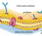 Comment les champs électriques percent les membranes cellulaires