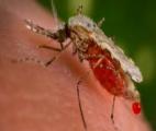 Comment les insectes se protègent des virus...