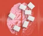 Comment une alimentation trop riche transforme notre cerveau