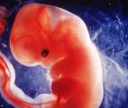Congélation rapide d'embryon : une première grossesse en France