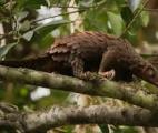 Coronavirus : le pangolin, probable chaînon manquant entre la chauve-souris et l'homme