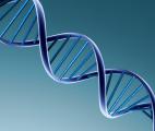 La cour suprême américaine refuse la brevetabilité de l'ADN