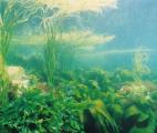 Cultiver des algues sous des panneaux solaires en mer...